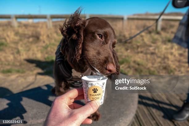 enjoying my puppuccino - cocker spaniel stock pictures, royalty-free photos & images