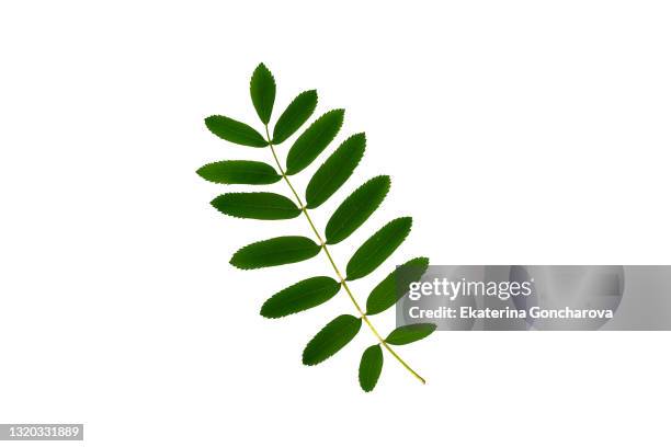 leaf of a mountain ash, it is isolated on white - ash tree stock pictures, royalty-free photos & images