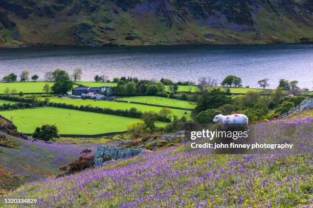 Spring Landscape Uk Lake District Spring Flowers Photos and Premium High Res Pictures ...