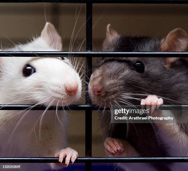 two fancy rats looking through cage bars - rat stock pictures, royalty-free photos & images