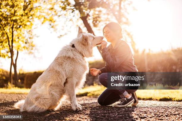mulher alimentando cão pastor da suíça com guloseimas no parque - spring training - fotografias e filmes do acervo