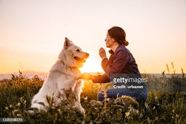 mujer alimentando a perro pastor de suiza con en prado - perro adiestrado fotografías e imágenes de stock