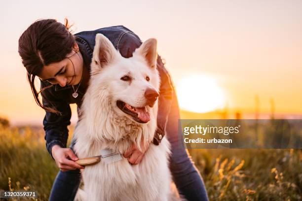 feliz joven mujer acicalando a su perro al atardecer - mujer peluda fotografías e imágenes de stock