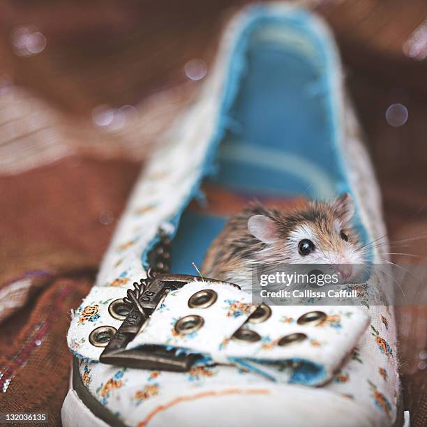 keeper of shoes - roborovski hamster stock pictures, royalty-free photos & images