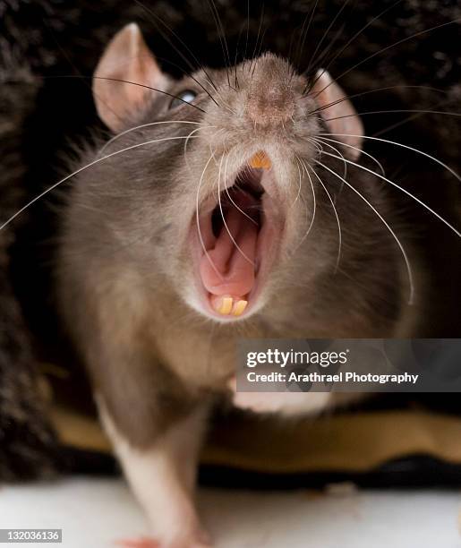 yawning fancy rat - 大型のネズミ ストックフォトと画像