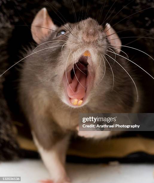 yawning fancy rat - rodent - fotografias e filmes do acervo