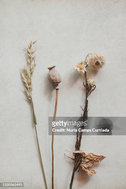 dried flower collection - dried fotografías e imágenes de stock