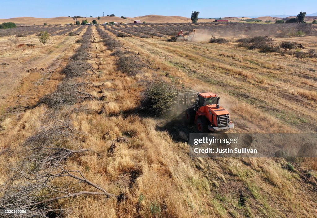 As Drought Intensifies, California Farmers Replace Almond Trees With Less Water-Dependent Crops