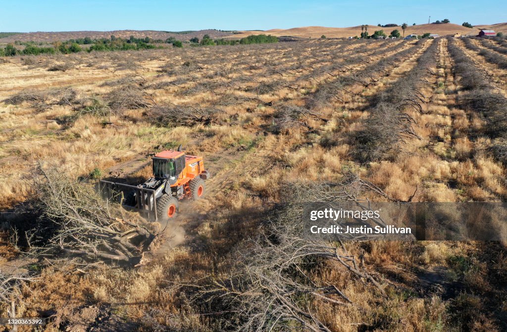 As Drought Intensifies, California Farmers Replace Almond Trees With Less Water-Dependent Crops