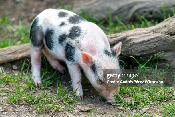 spotted little piglet. kunekune is a new zealand landrace breed of pig - landrace pig stock-fotos und bilder