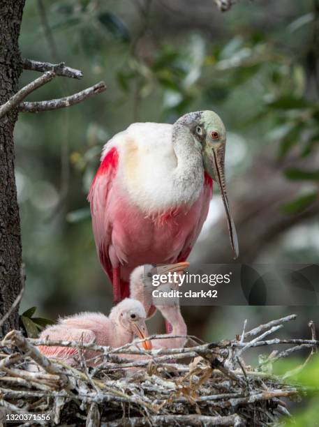 roseate spoonbill family - roseate spoonbill stock pictures, royalty-free photos & images