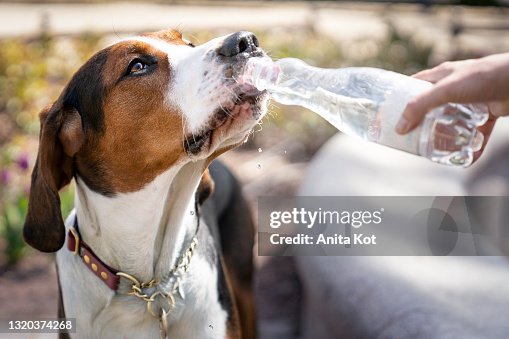 Dog drinking water from a bottle Dog drinking water from a bottle