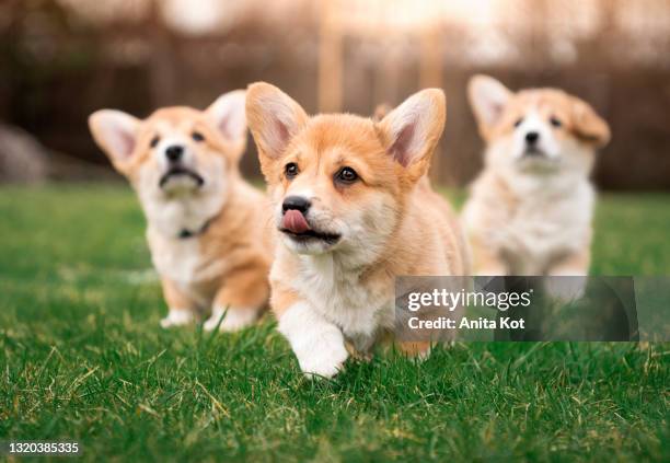 portrait of three puppies - pembroke welsh corgi puppy foto e immagini stock