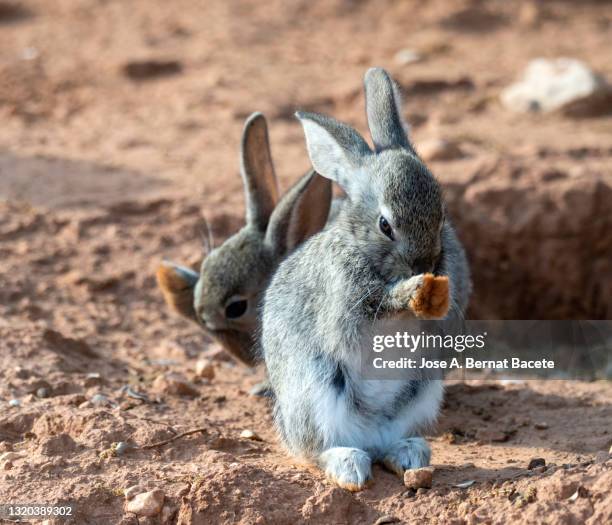 Feet Of Rabbit Rabbit Feet Photos and Premium High Res Pictures - Getty Images