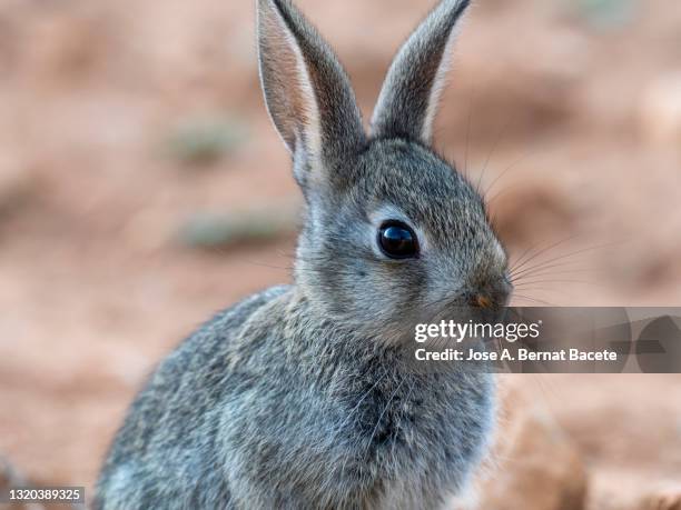 Earupean Rabbit 1,139 European Rabbit Stock Photos, High-Res Pictures, and Images ...