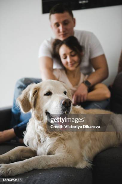 happy couple sitting in sofa with their dog. couple sitting on a sofa in a living room with golden retriever. - golden retriever stock pictures, royalty-free photos & images