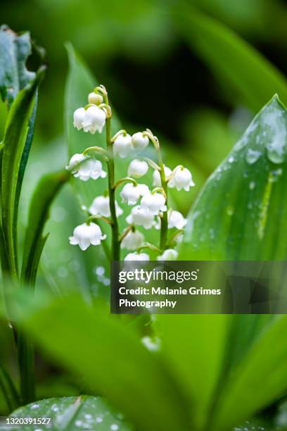 lily of the valley - lily of the valley imagens e fotografias de stock