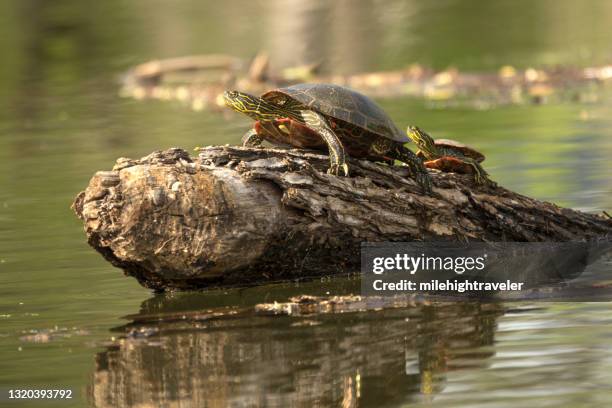 painted turtles in chatfield reservoir state park littleton colorado - log stock pictures, royalty-free photos & images