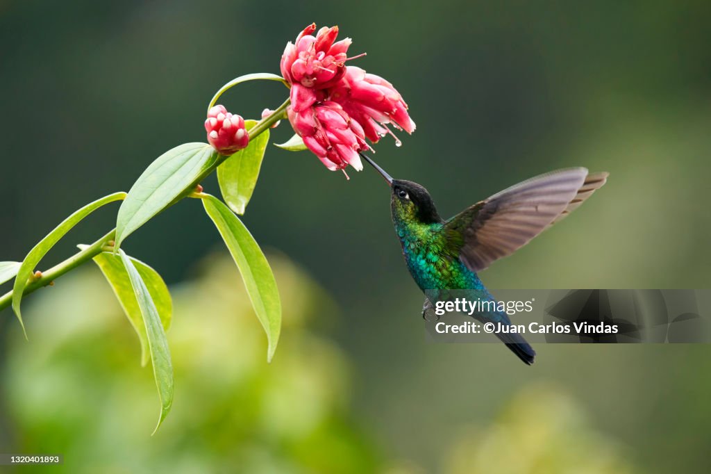 Fiery-throated Hummingbird