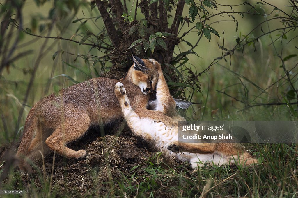 Caracal kittens playing together