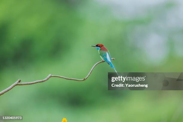 blue-throated bee-eater (merops viridis) perch open on branch, clean background - merops viridis viridis stock pictures, royalty-free photos & images