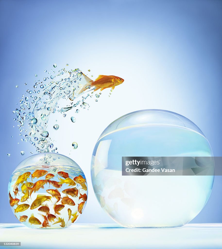 Goldfish jumping out of overcrowded bowl into em