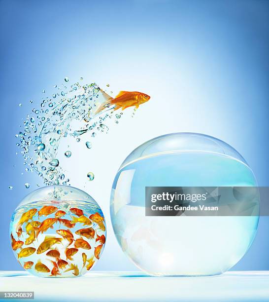 goldfish jumping out of overcrowded bowl into em - leap of faith activity stock pictures, royalty-free photos & images