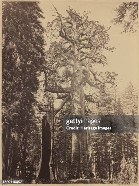 Grizzly Giant, Mariposa Grove, 1861. Artist Carleton Emmons Watkins.