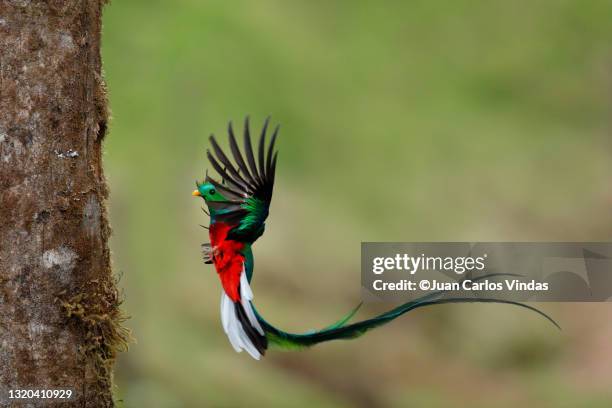 resplendent quetzal - quetzal stock pictures, royalty-free photos & images