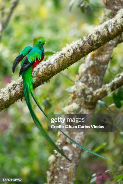 resplendent quetzal - quetzal stock pictures, royalty-free photos & images