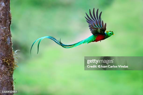 resplendent quetzal - quetzal stock pictures, royalty-free photos & images