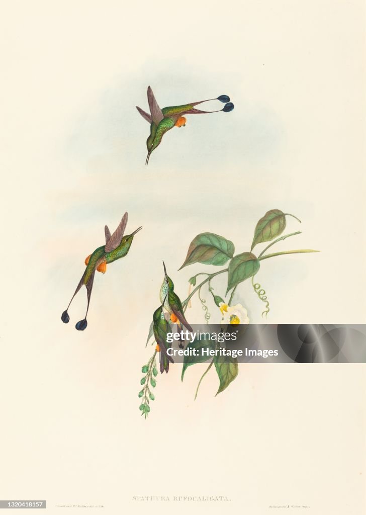 Spathura Rufocaligata (Red-Booted Racket-Tail). Creators: John Gould