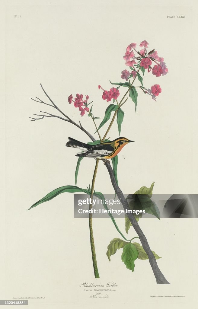 Blackburnian Warbler
