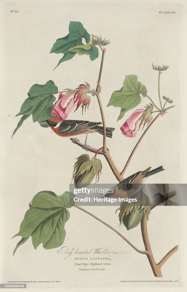 Bay-Breasted Warbler