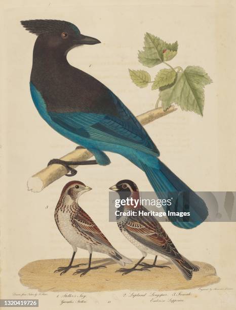 Stellar's Jay, Lapland Longspur and Female. Artist Alexander Lawson.