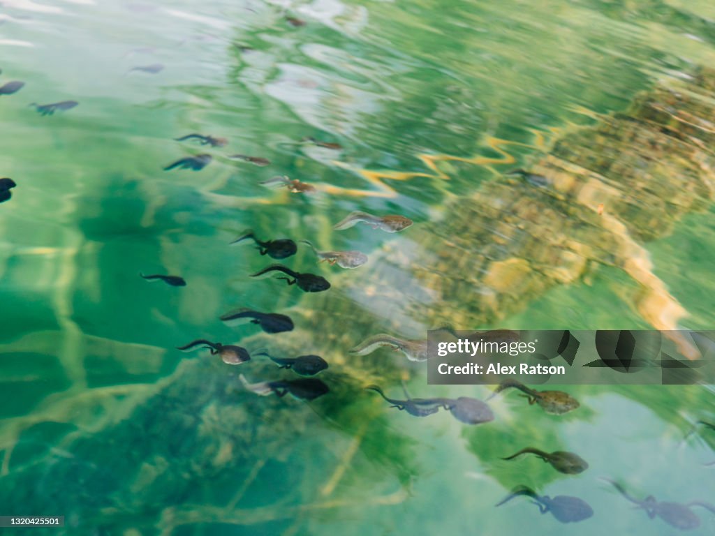 A large school of tadpoles swim through the turquoise water of a mountain lake