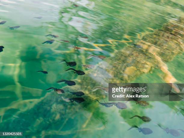 a large school of tadpoles swim through the turquoise water of a mountain lake - tadpole stock pictures, royalty-free photos & images