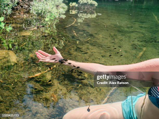 a women kneels in a lake and catches a large school of tadpoles - woman frog hand stockfoto's en -beelden