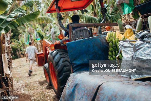 work life on an australian banana farm - farm australia combine fotografías e imágenes de stock