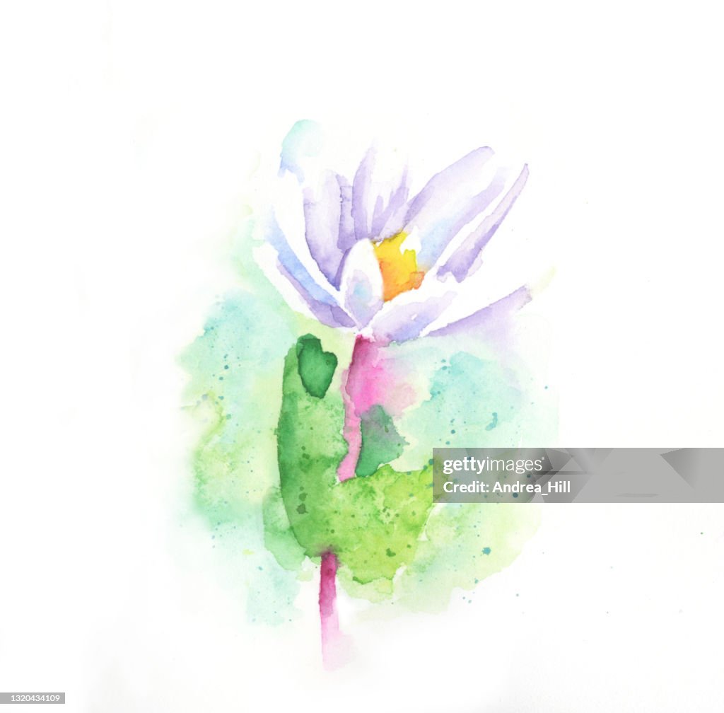Sanguinaria canadensis or Bloodroot Flower Watercolor Painting - Raster Illustration