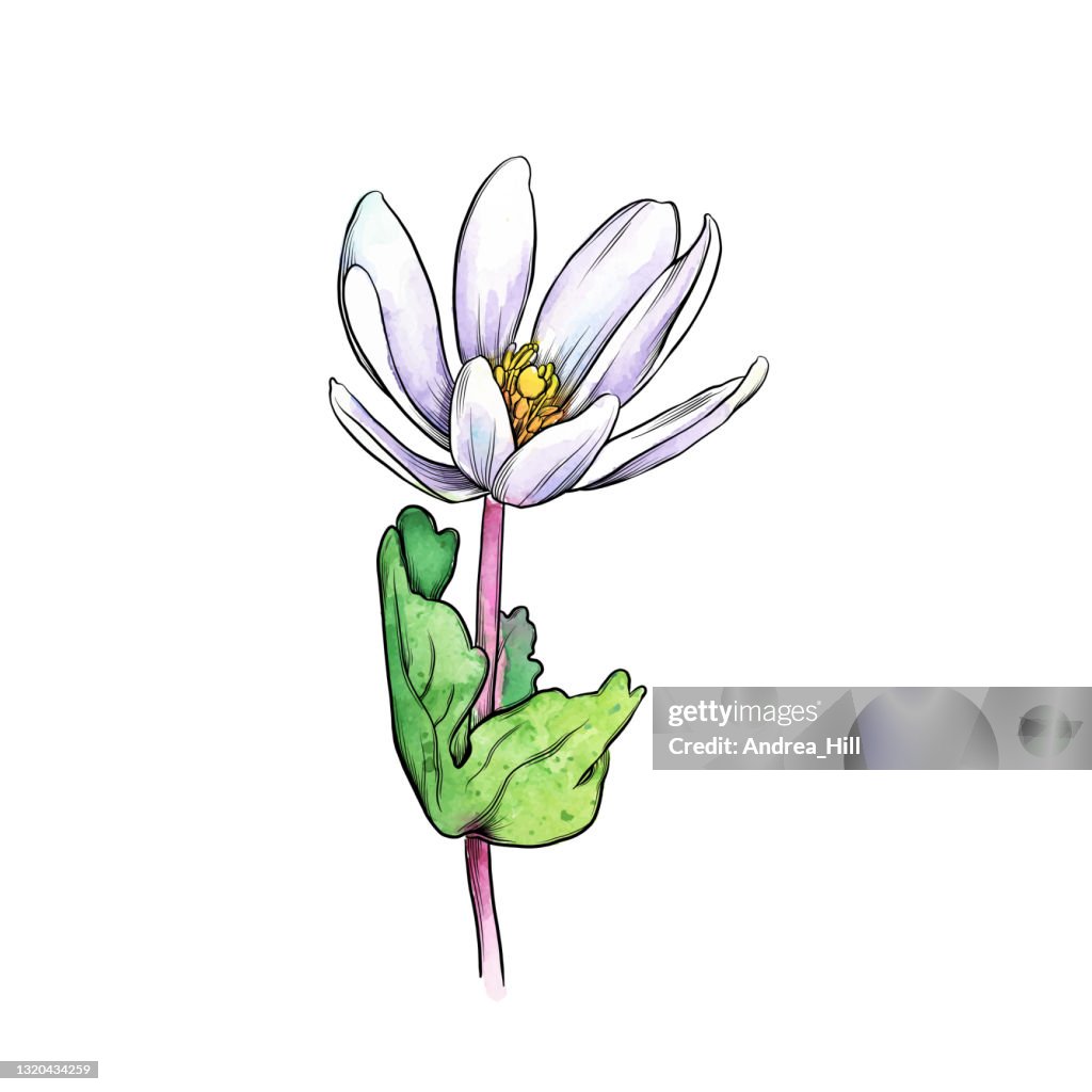 Single Bloodroot Flower Watercolor and Ink Vector Illustration
