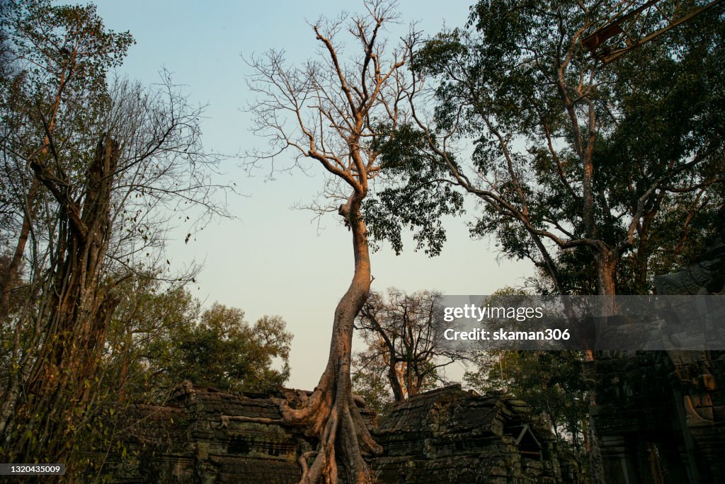 Acient of Root banyan tree cover building Ta Prohm Temple Near Angkor Wat Angkor Thom complex In siemreap Cambodia
