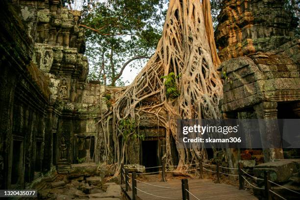 root of banyan tree cover building ta prohm temple near angkor wat angkor thom complex  in siemreap cambodia - camboya fotografías e imágenes de stock