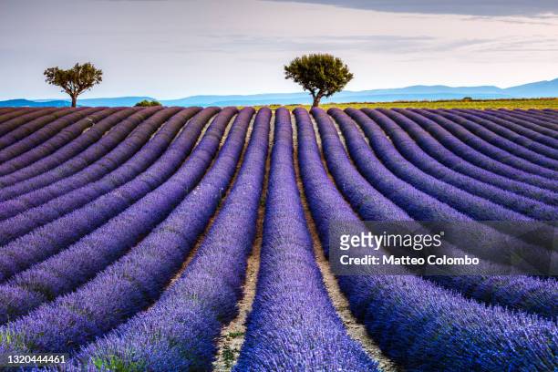 lavender field and tree in provence, france - lavender color fotografías e imágenes de stock