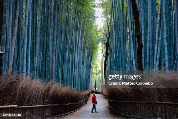 man standing at bamboo forest, kyoto, japan - arashiyama imagens e fotografias de stock