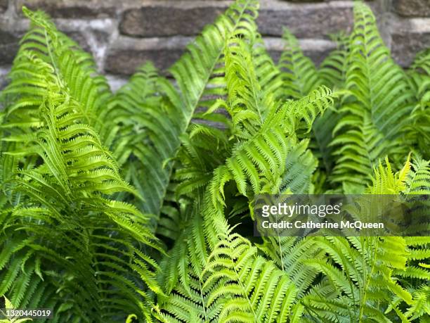 oversized fiddlehead ferns in the garden - broto de samambaia imagens e fotografias de stock