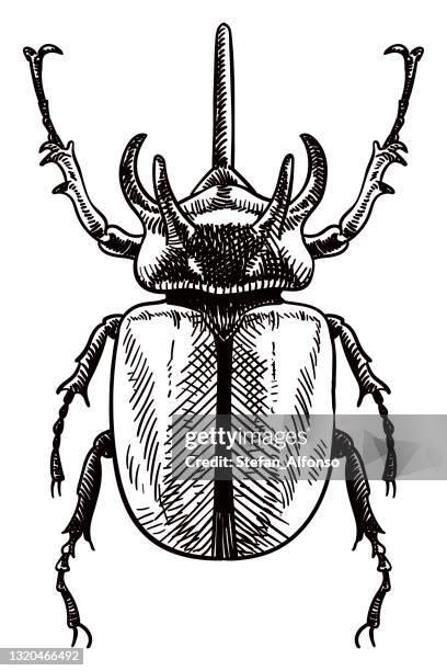 stockillustraties, clipart, cartoons en iconen met vector tekening van neushoorn kever - beetle