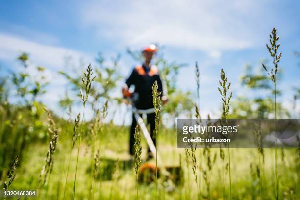 l'uomo anziano falcia un'erba - landscape gardener foto e immagini stock
