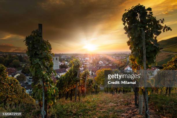 wine-growing vineyards, sunset, baden-baden, south-western germany. europe. - baden baden stock pictures, royalty-free photos & images