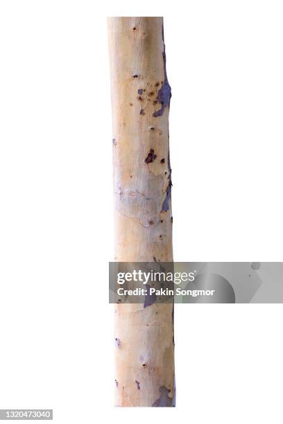 eucalyptus trunk of a tree isolated on white background. - tree trunk stock pictures, royalty-free photos & images